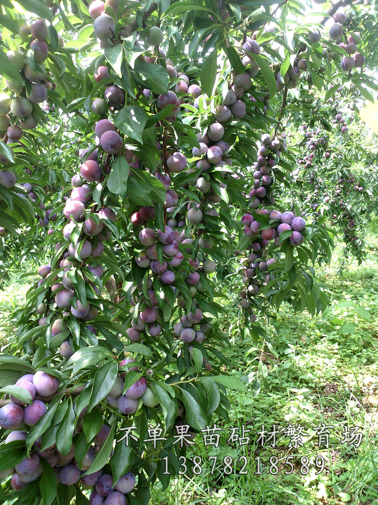 不单果苗 丰产李子苗 嫁接珍珠李子树苗 李子树苗图片