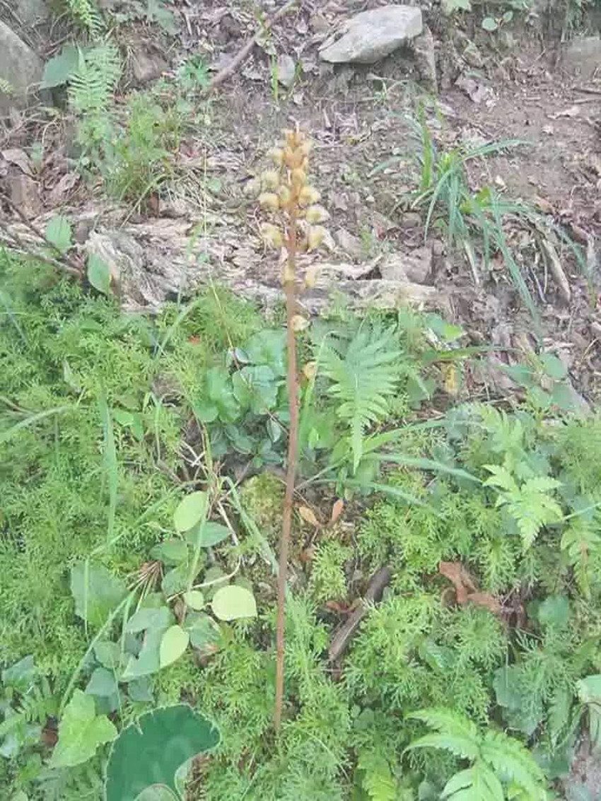 产地直销天麻 云南野生天麻营养滋补品 跑江湖地摊展会火爆产品