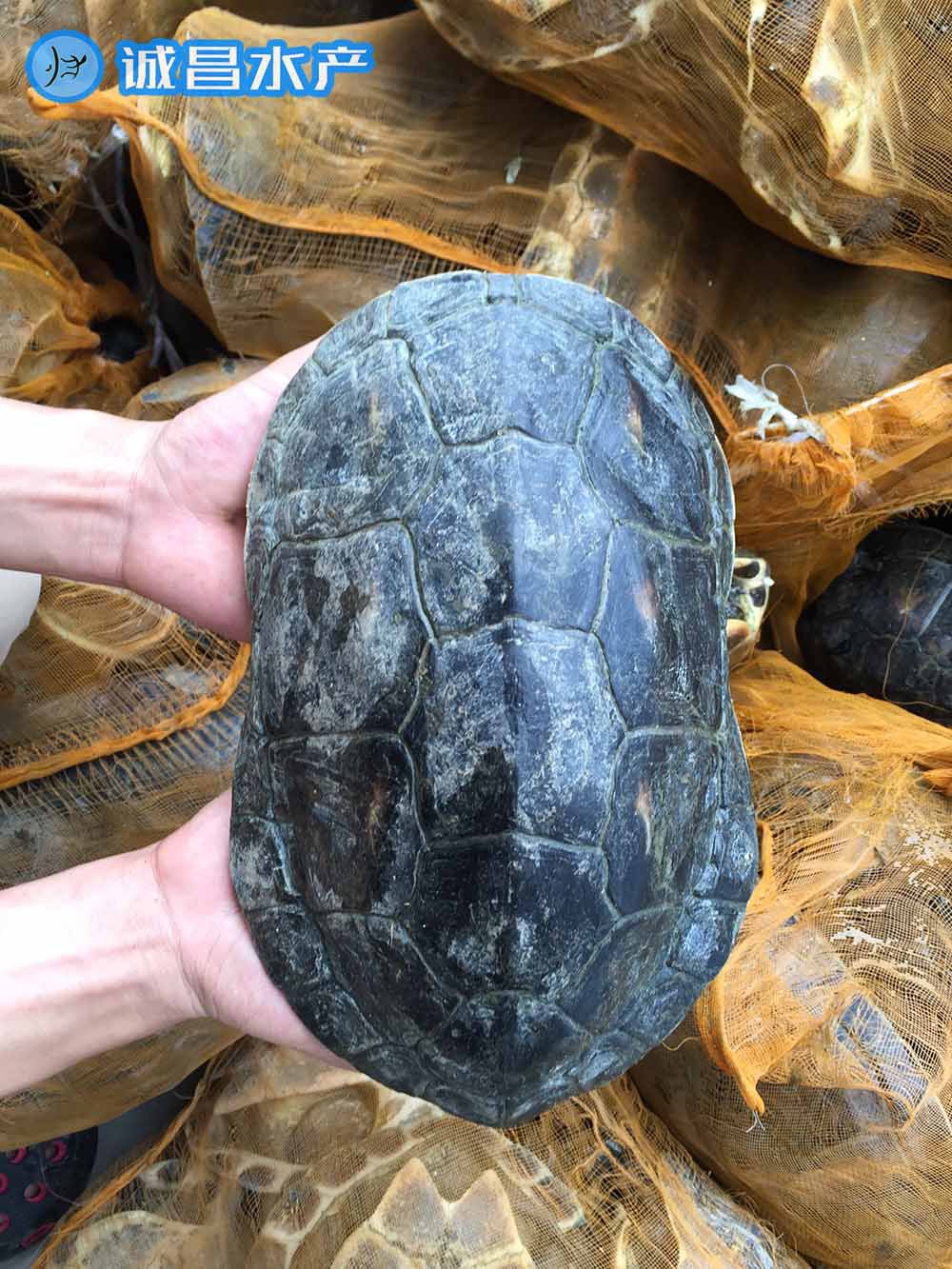 中华花龟 绿线草龟 台湾草龟 外塘 种龟