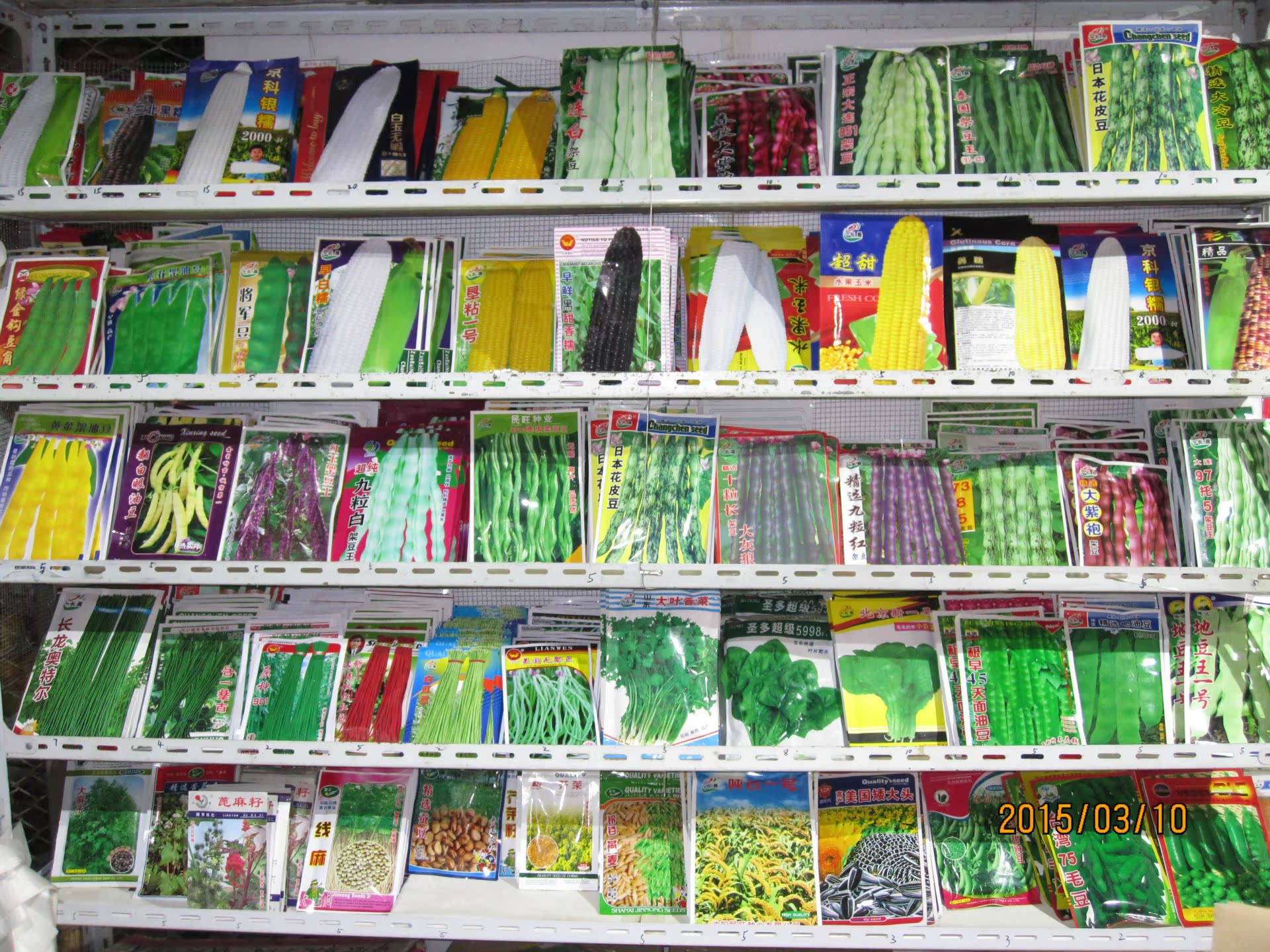 批发蔬菜种子大紫袍架豆种子 (100克)