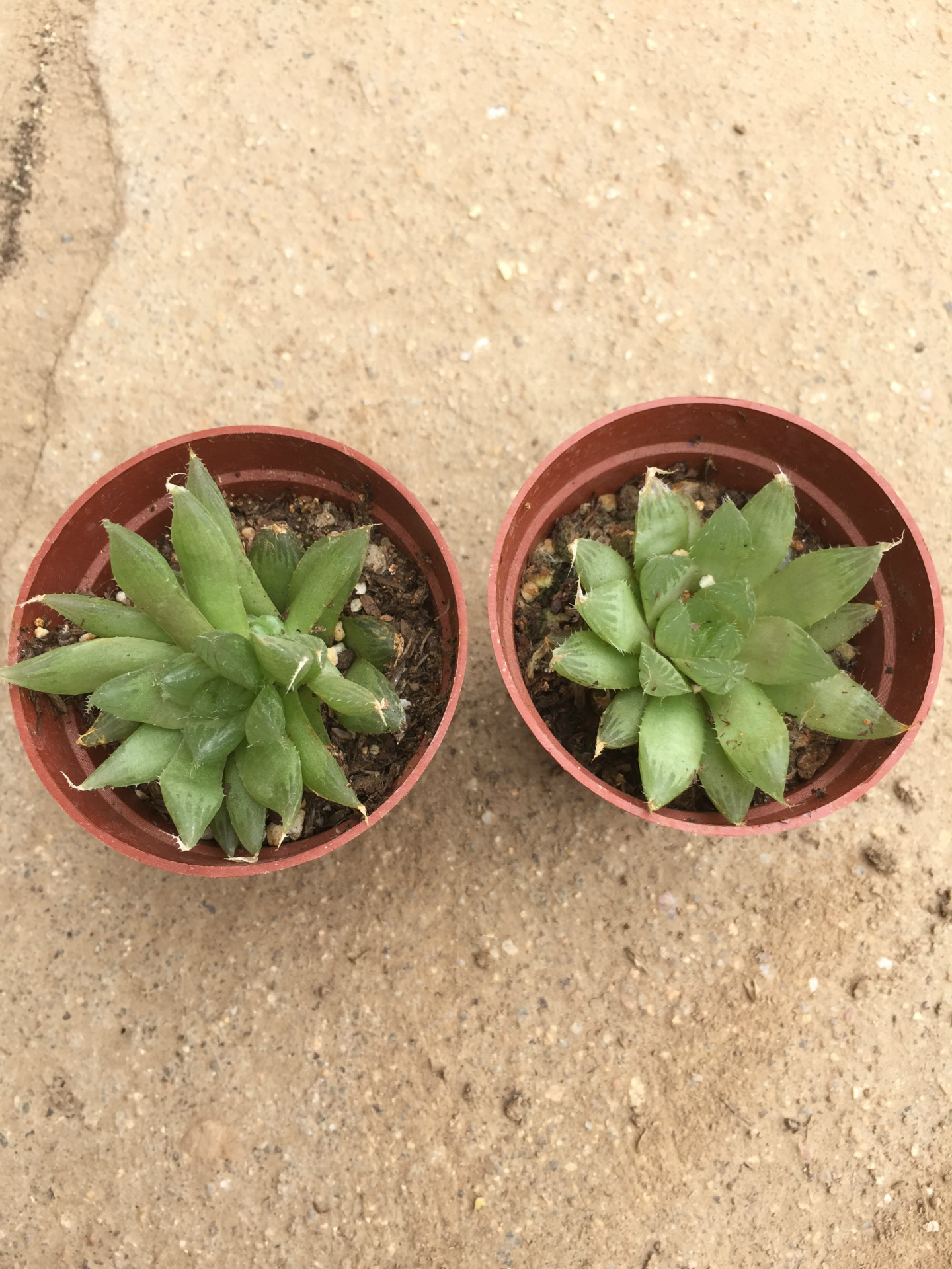 批发多肉植物 三角琉璃莲 韩国进口多肉 防辐射 室内盆栽 易群生