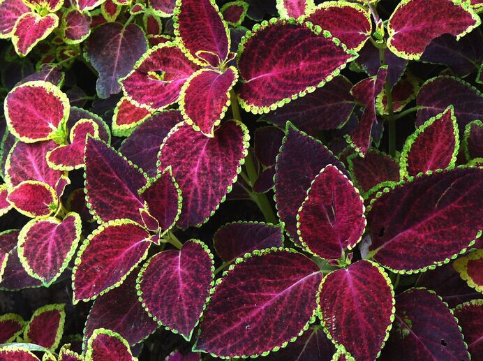 我要发芽 花卉种子 彩叶草种子 五彩苏 洋紫苏 五色草耐寒35粒/包