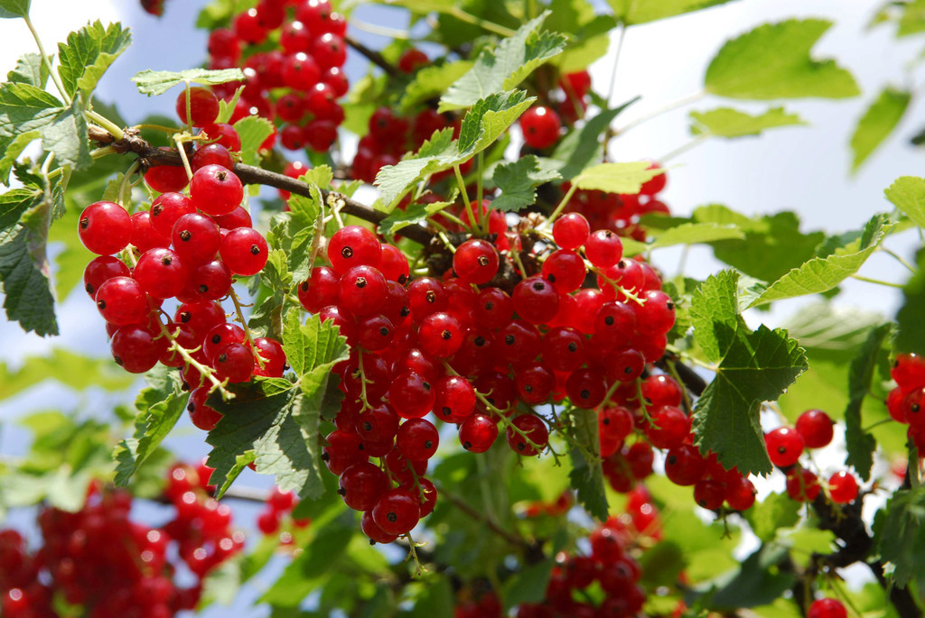 供应〕醋栗提取物10:1 20:1 包邮