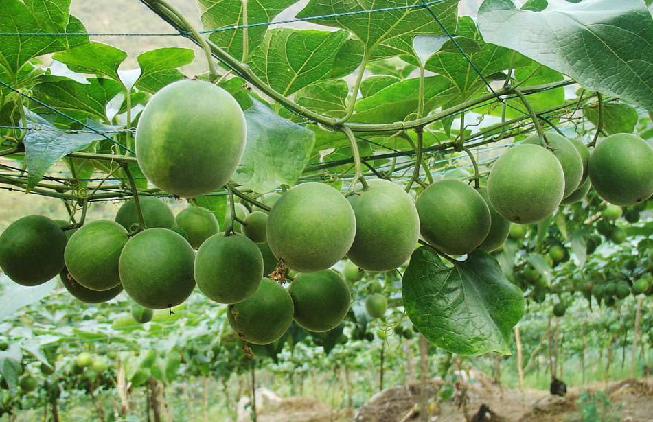 罗汉果浸膏 包邮