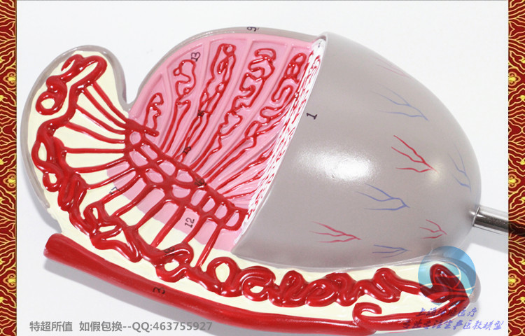 新品 睾丸模型 睾丸结构 生殖泌尿科 男
