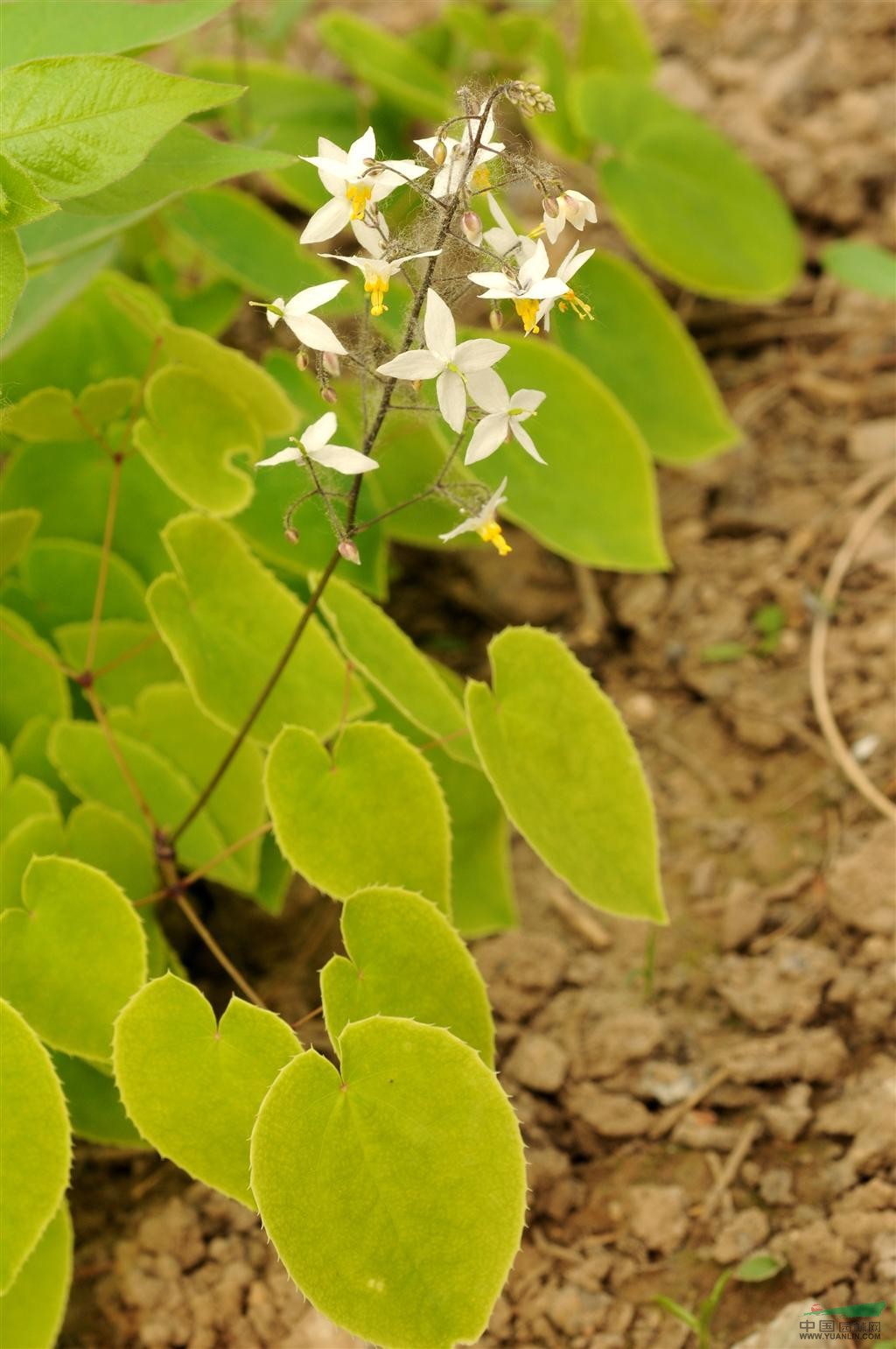 淫羊藿提取物 厂家直销 大量现货 全国包邮