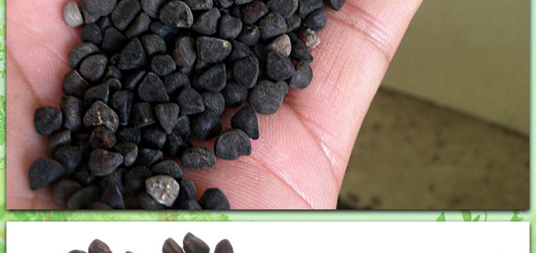 大花牵牛花种子爬藤盆栽 混色 四季播花草简单 喇叭花卉种子批发