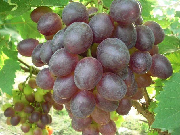 【供应】紫地球葡萄苗质量高纯度高0.5以上一级葡萄苗优质紫地球