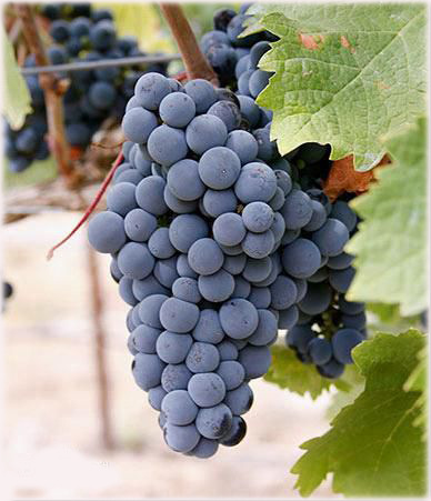 梅洛葡萄酒,它该如何配餐?