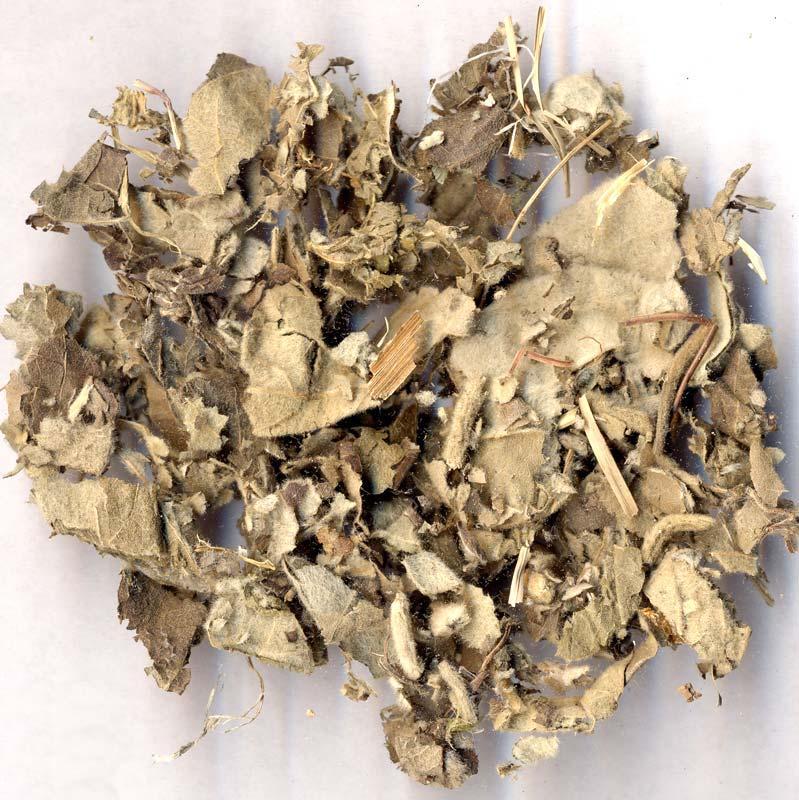 白面风叶 白面风草 白背叶 白面风根 白膜叶 中草药材批发