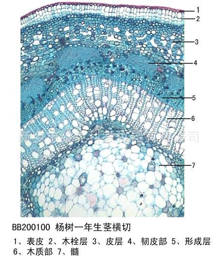 杨树二年生茎横切 植物类装片 茎及茎的变态 生物切片 显微镜玻片