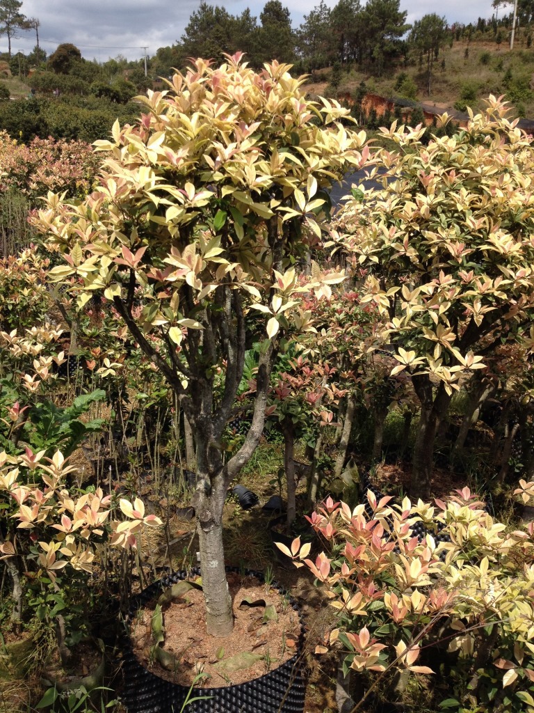 派 其他观赏特点:观叶 批发出售珍珠彩叶桂,银边彩叶桂,银边彩叶刺桂