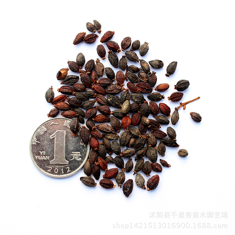 批发法国冬青种子珊瑚树早禾树颗粒饱满当年新种量大从优