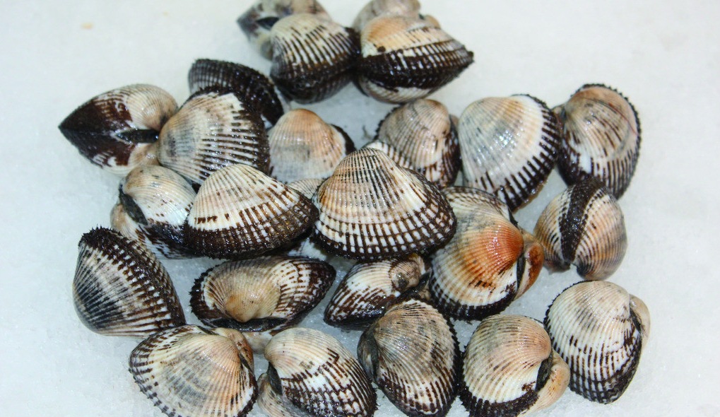 连云港海产品 批发 海鲜 毛蛤 大毛蛤 优质鲜活 产地直销