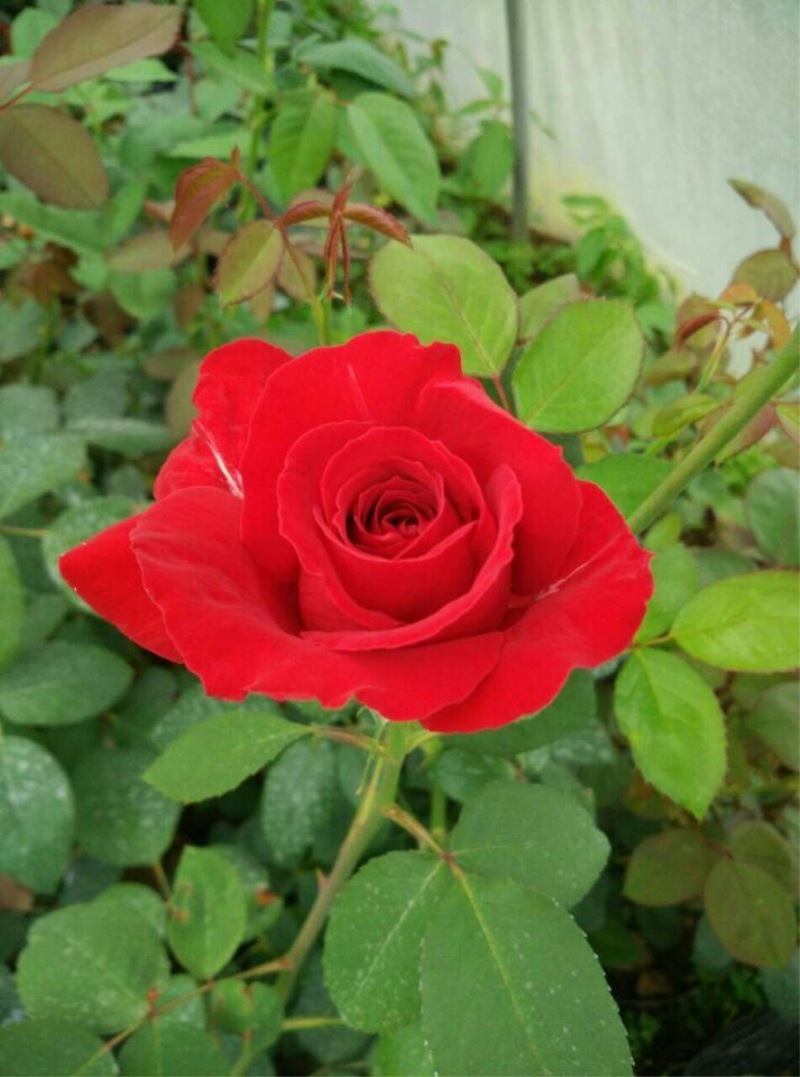 大量销售 高质量工程月季 丰花盆栽月季 香水白月季花