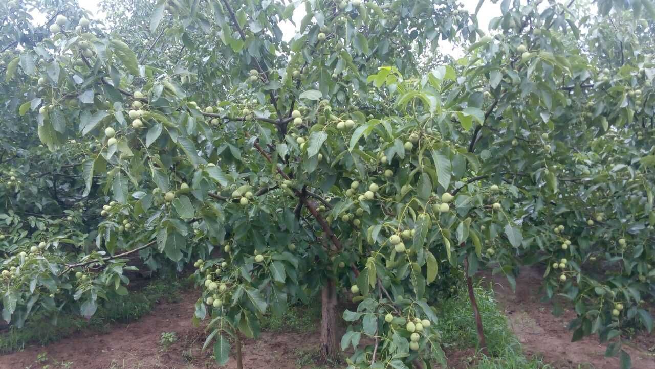 你购核桃苗,我送核桃树