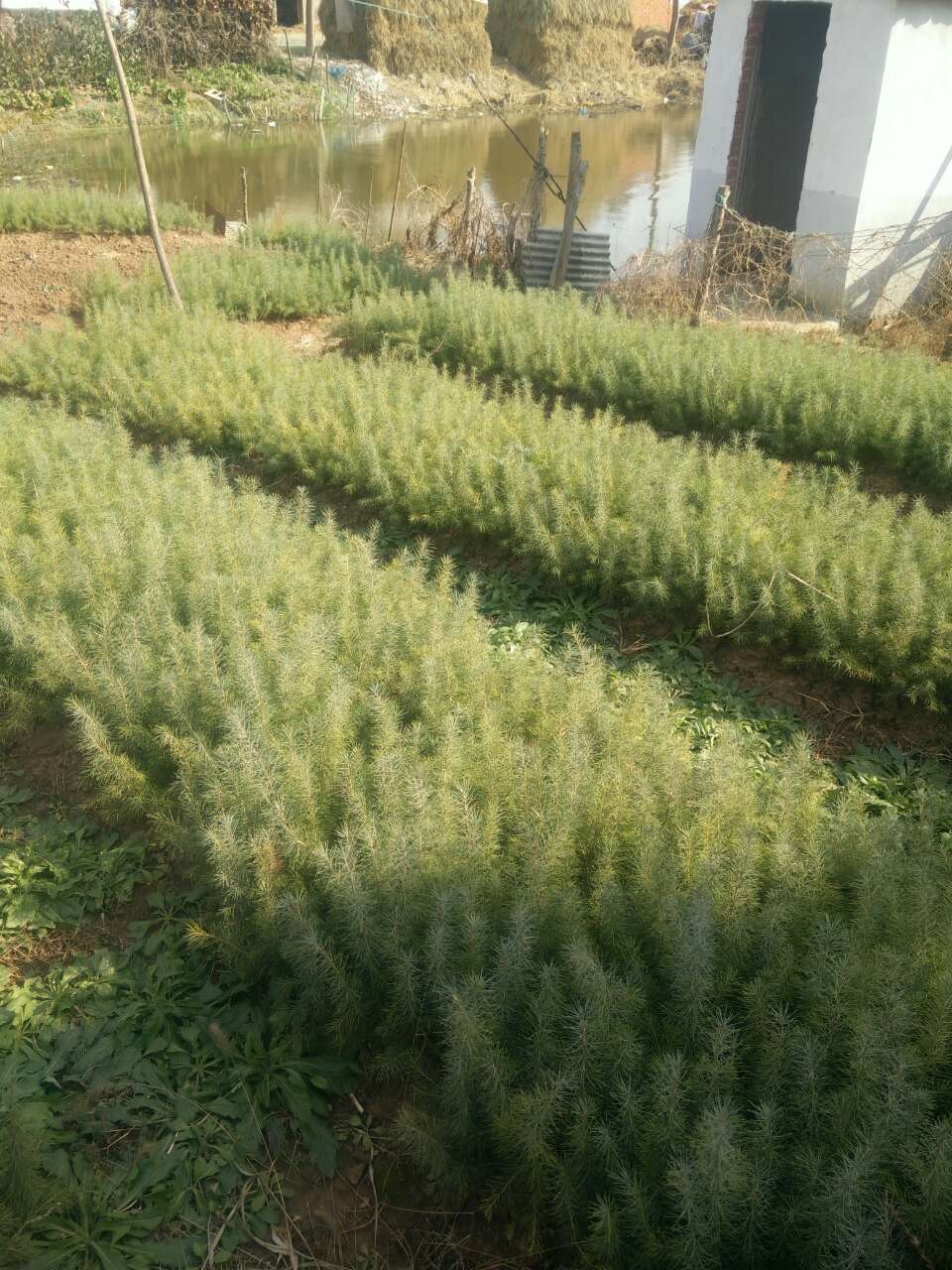 经销批发雪松小苗价格籽播雪松小苗扦插雪松小苗价格