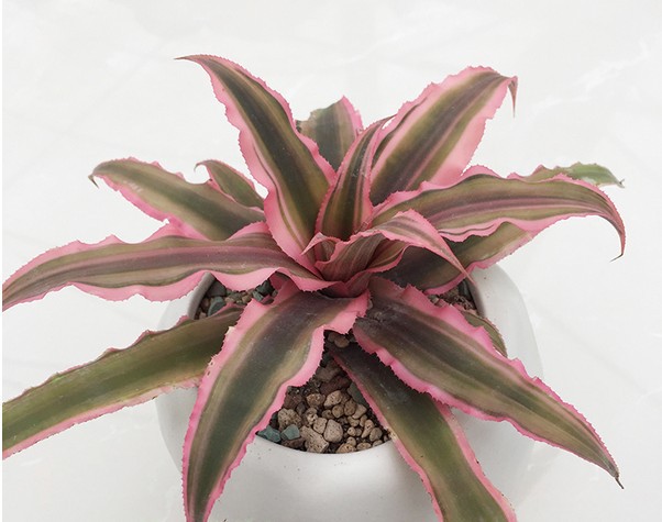 姬凤梨 多肉 五彩凤梨盆栽 观叶景天科多肉植 小植物