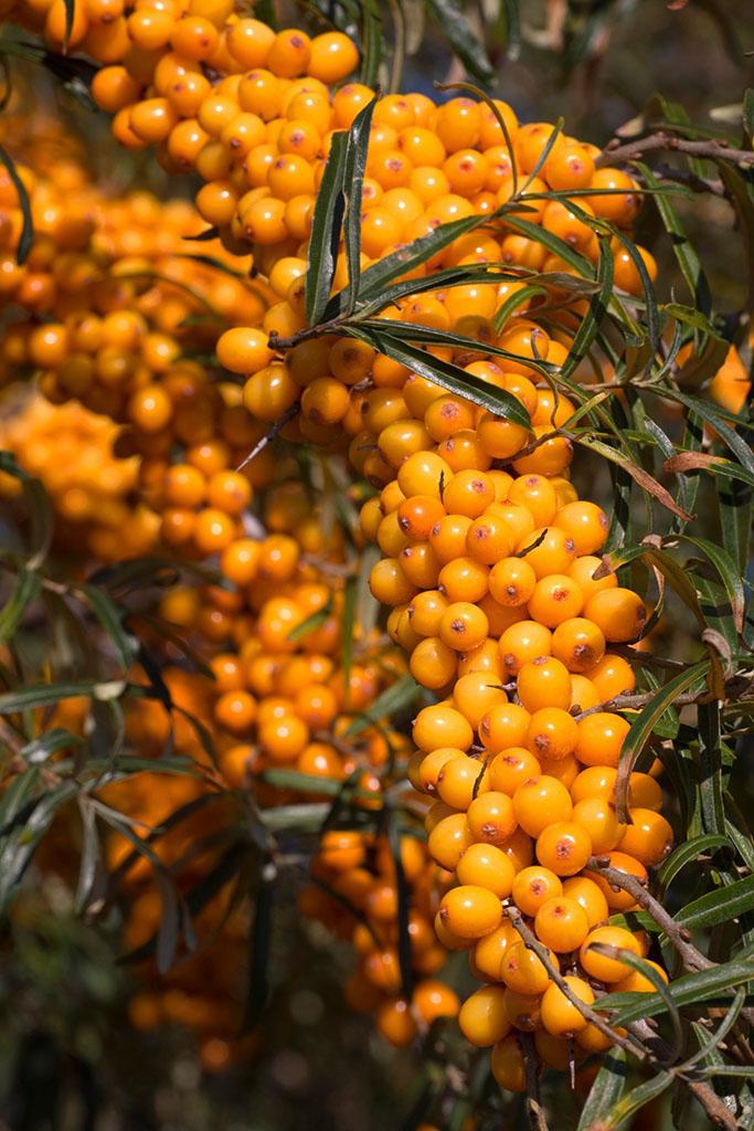 价格      沙棘果油,沙棘油,沙棘籽油  性状:本品为红棕色稠状液体