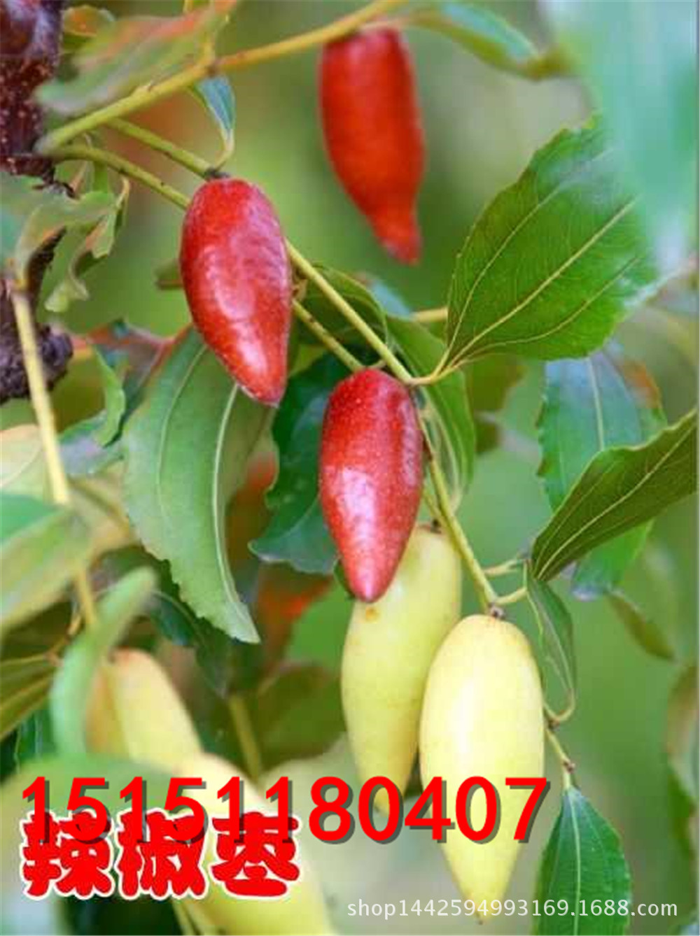 果树苗木红枣树苗新品种 辣椒枣苗 红枣树苗 盆栽果树苗 枣树树苗