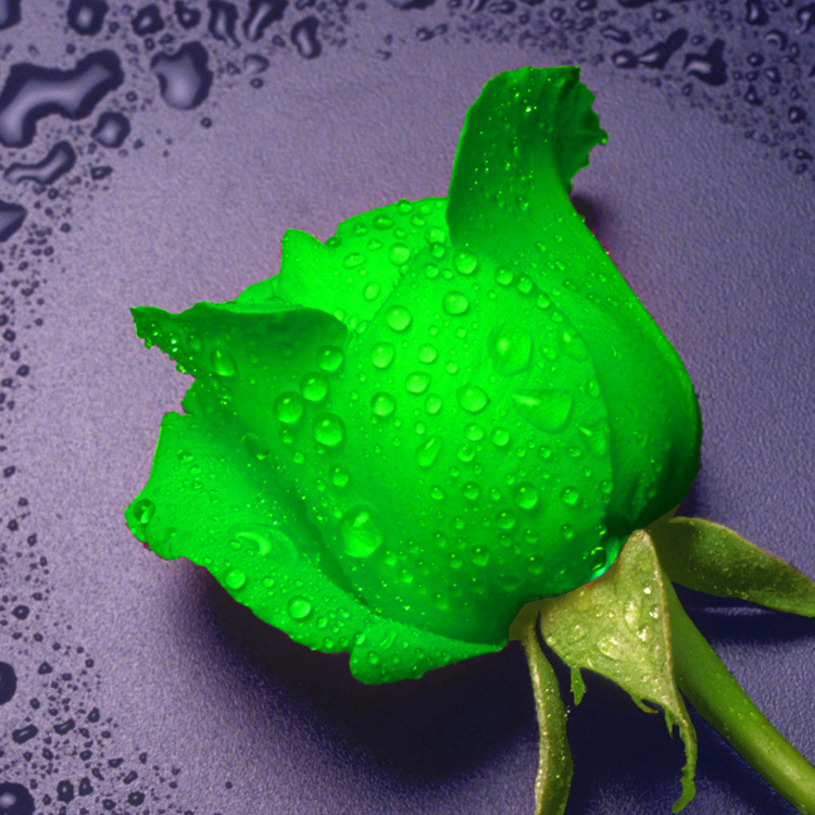 新款钻石画 滴水玫瑰5d魔方圆钻客厅装饰十字绣 diy钻石绣批发