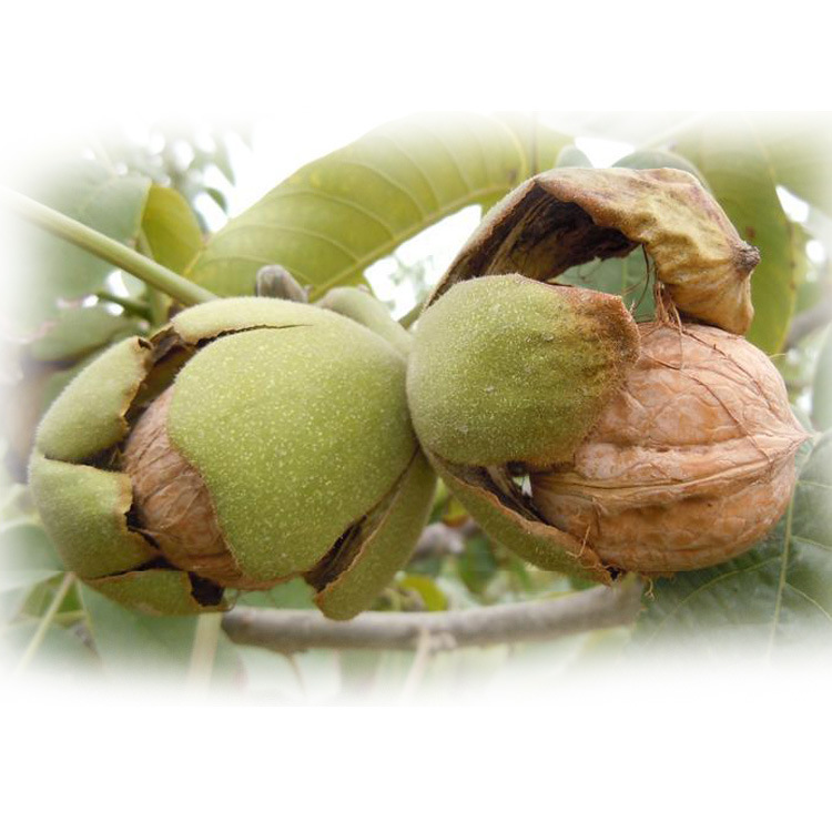 新货到 新疆特产大个原味生核桃500g 干果散装批发多省包邮