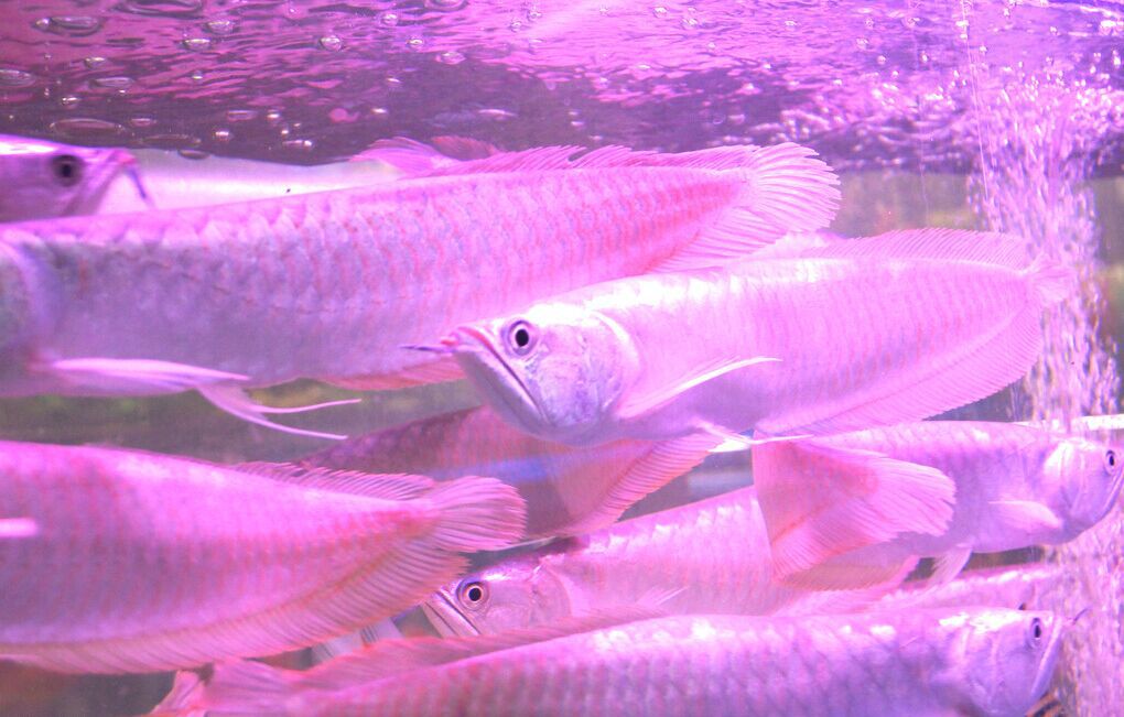 热带观赏鱼批发银龙鱼 发财鱼 风水鱼大型鱼凶猛鱼