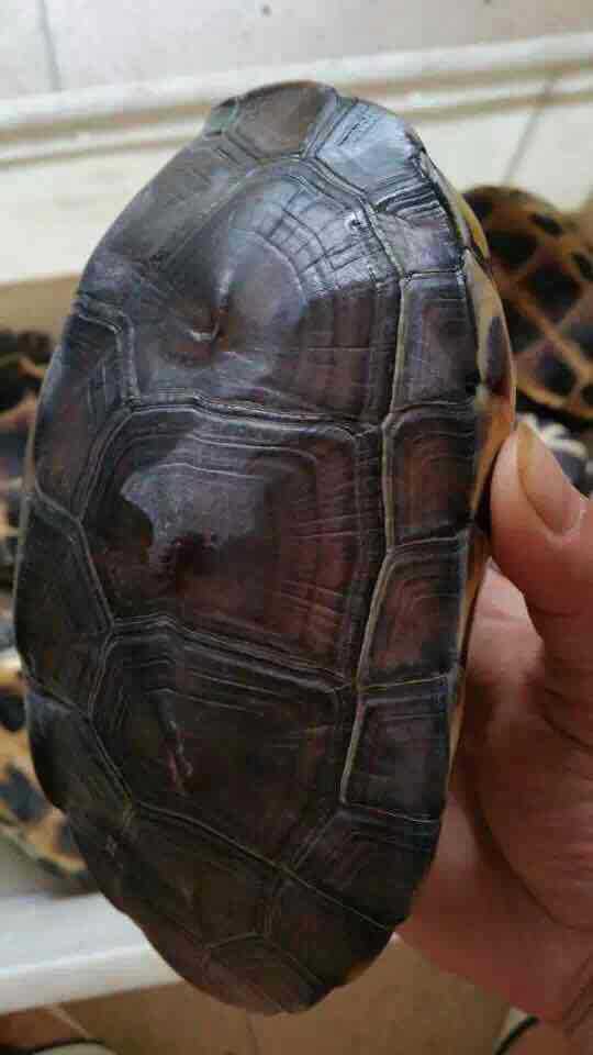 花杂草种龟 杂交草龟 杂交变异龟