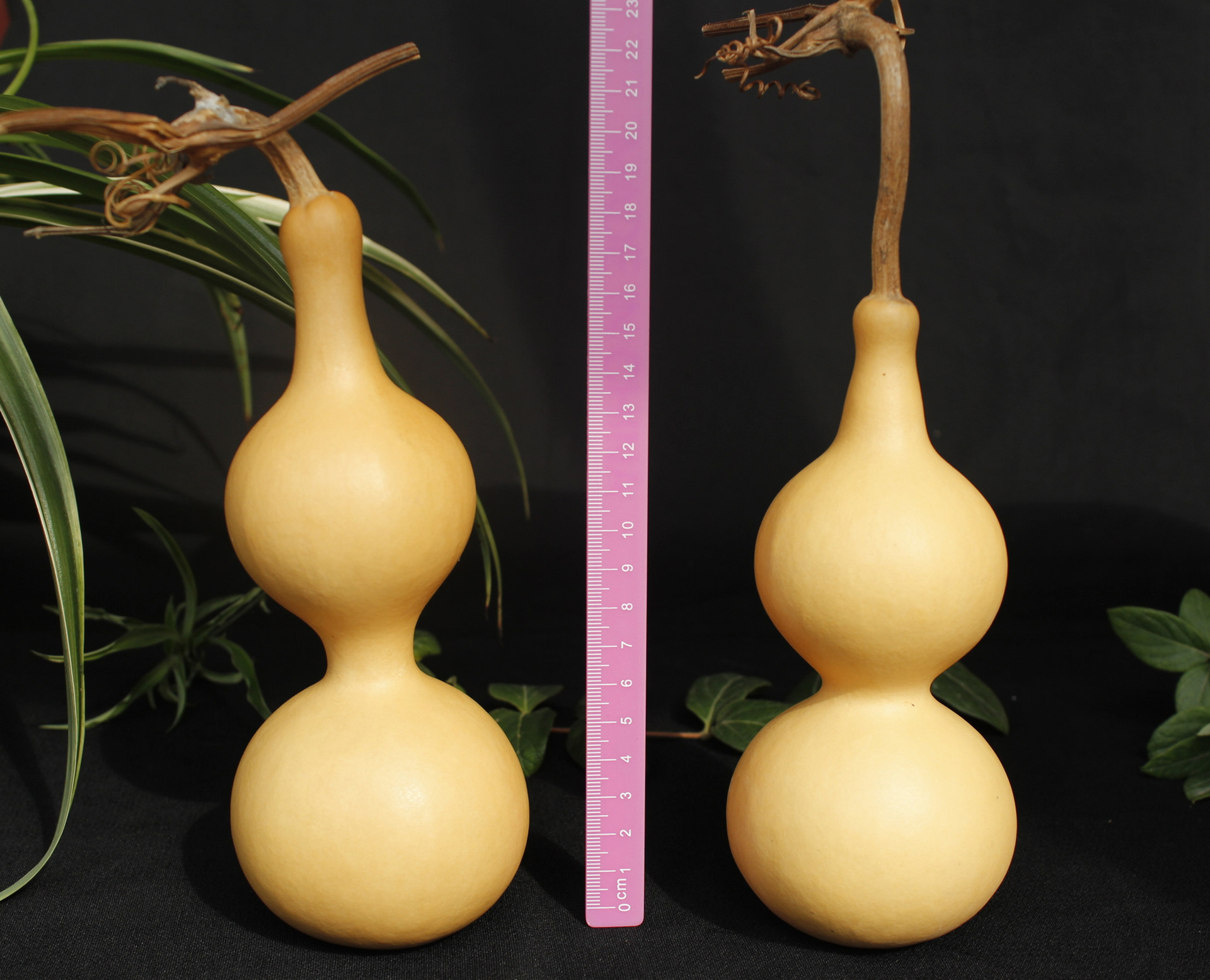 天艺葫芦中心:15-25厘米原色中号葫芦 美国亚腰大葫芦 文玩手捻