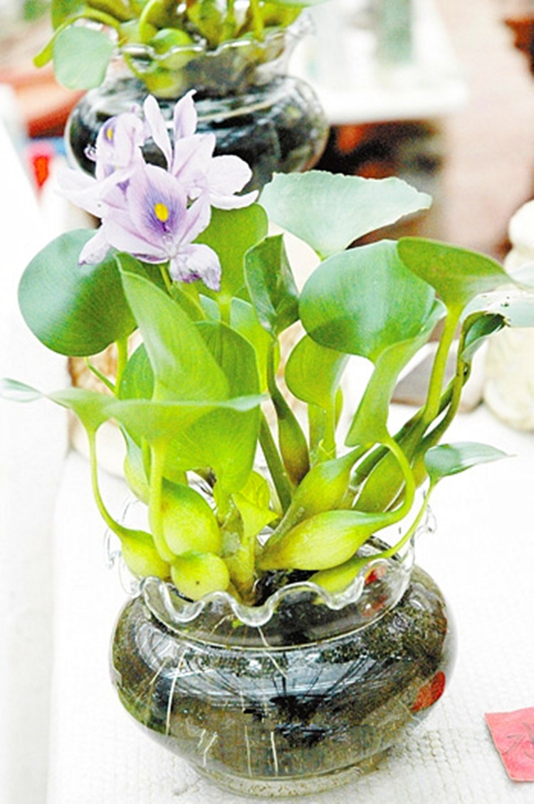 批发水培植物凤眼莲水生植物水葫芦桌面盆栽大株