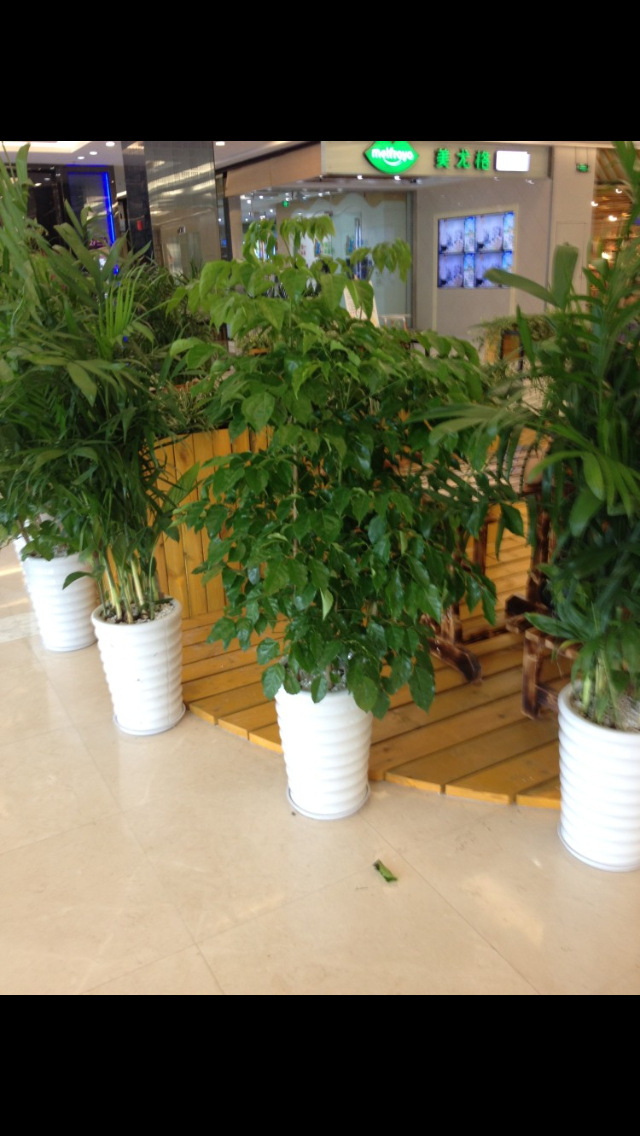 批发室内大型盆栽植物 幸福树 客厅 办公室盆栽绿化绿宝观叶