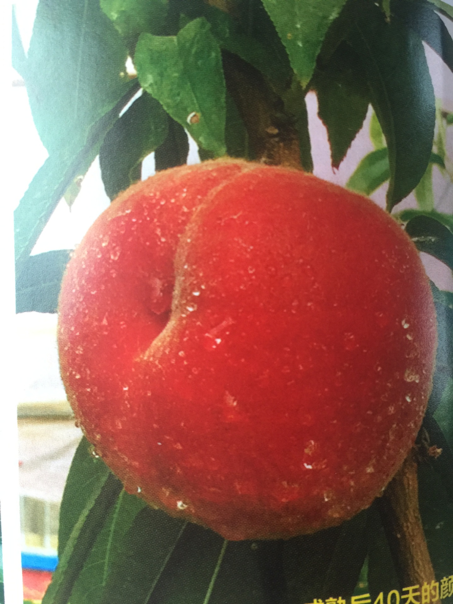 厂家直销 光战3号桃苗 优质桃苗