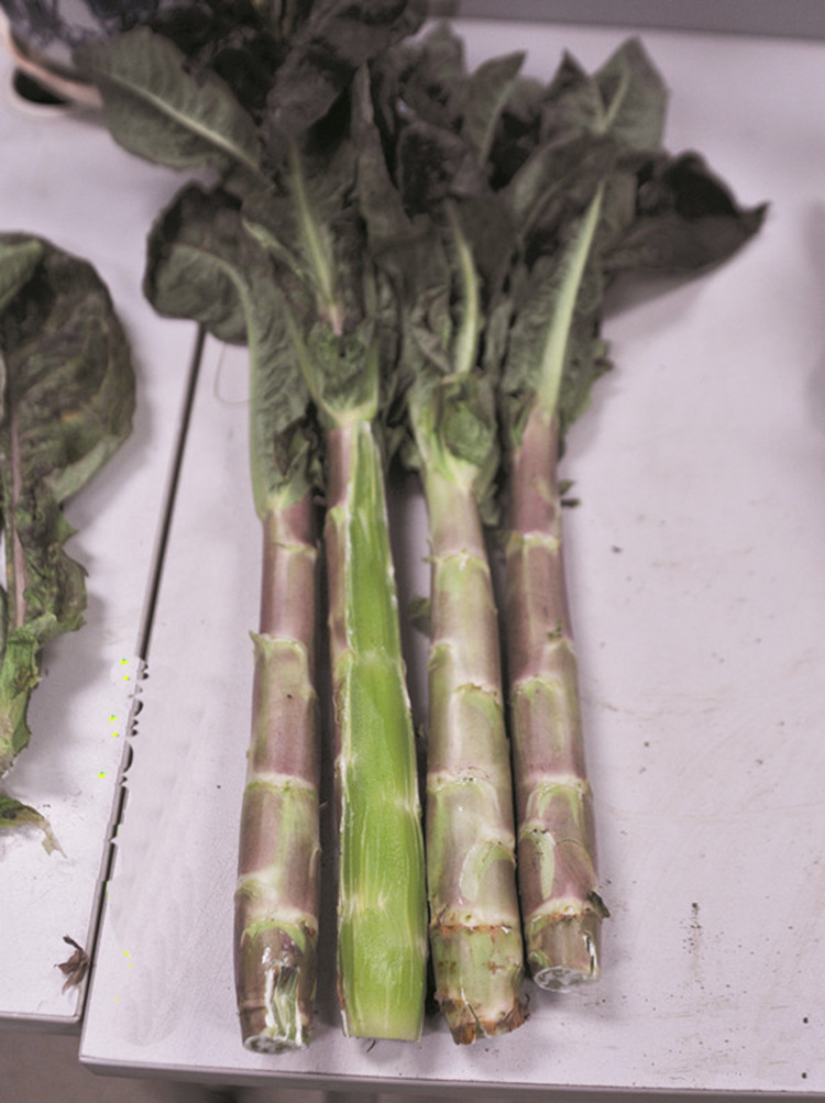 四川种都红莴笋种子 莴苣种子 春秋冬特色蔬菜种子 原包装10克