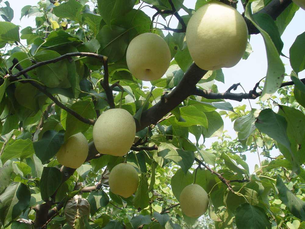 厂家提供 河北赵州雪花梨 赵县新鲜梨果 7斤装润肺止咳雪梨 包邮 - 水