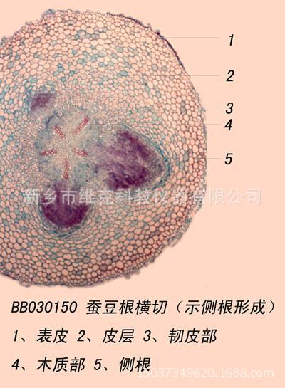 蚕豆下表皮细胞结构图图片