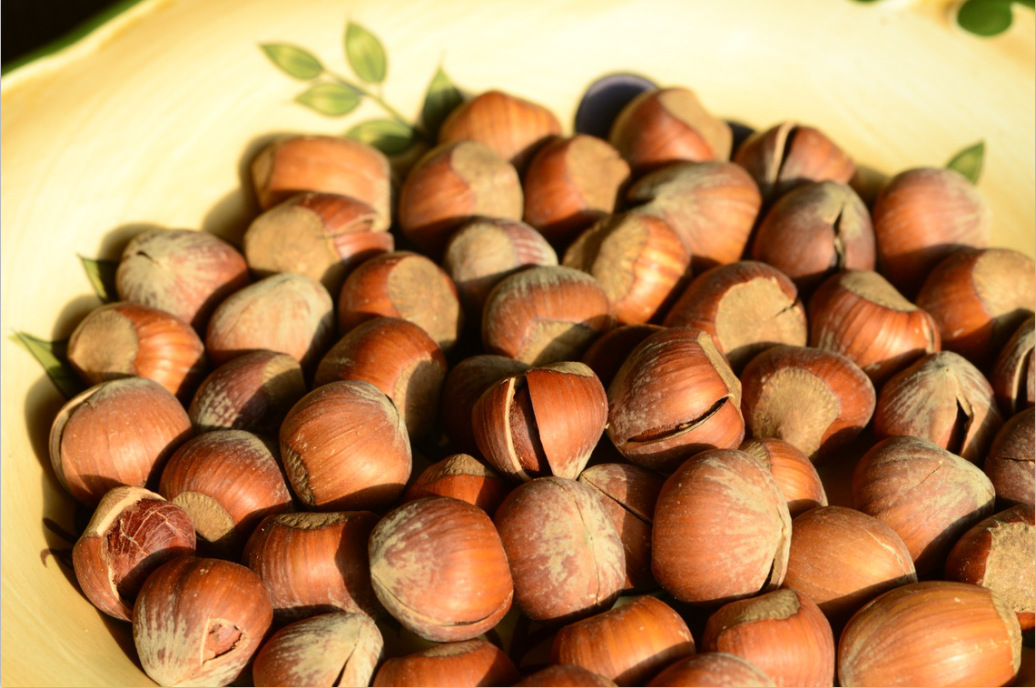 休闲零食 干果坚果 大量批发 aaa级带壳 开口榛子清香大榛子