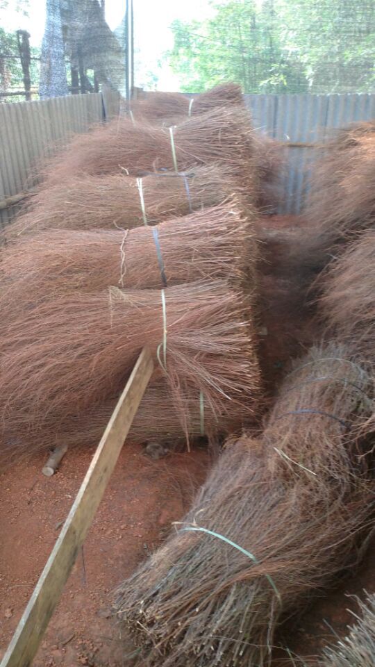 扫把枝 大量供应