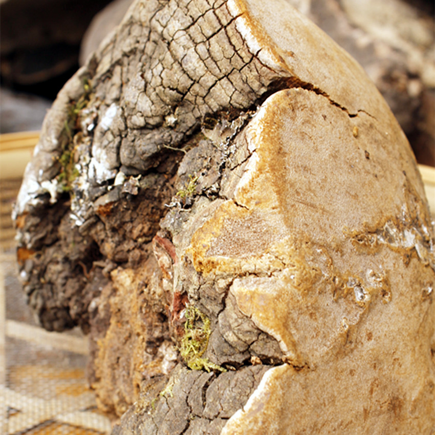 批发野生桑黄 野生灵芝 马蹄桑黄现货5吨 西藏桑树桑黄 野.