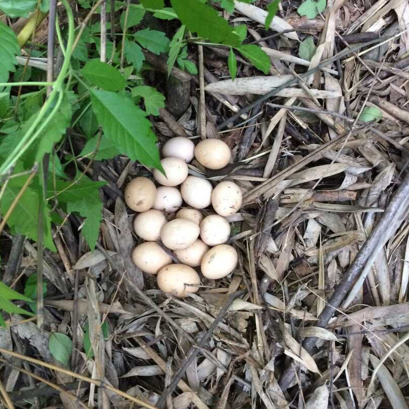 农家有机果园散养土鸡蛋