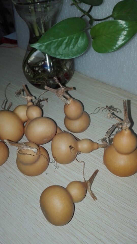 聊城葫芦批发 天然美国手捻葫芦 迷你小葫芦 文玩把玩葫芦