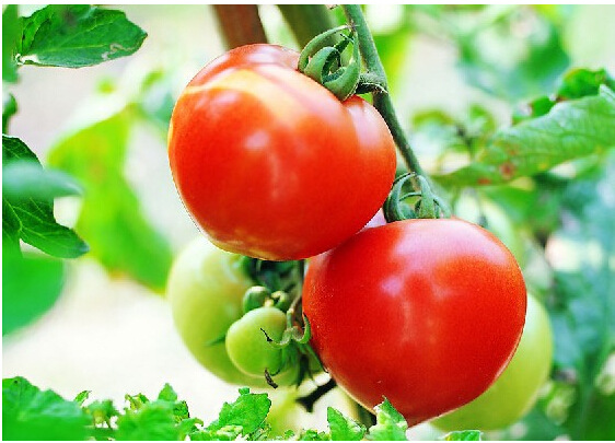 昆明绿色蔬菜加盟-舞农绿色生活志 - 阿里巴巴商友圈