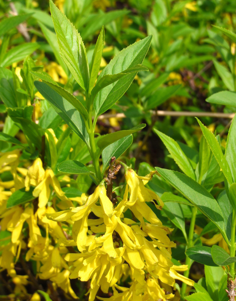 德丰批发连翘青翘清热解毒消肿散结量大从优