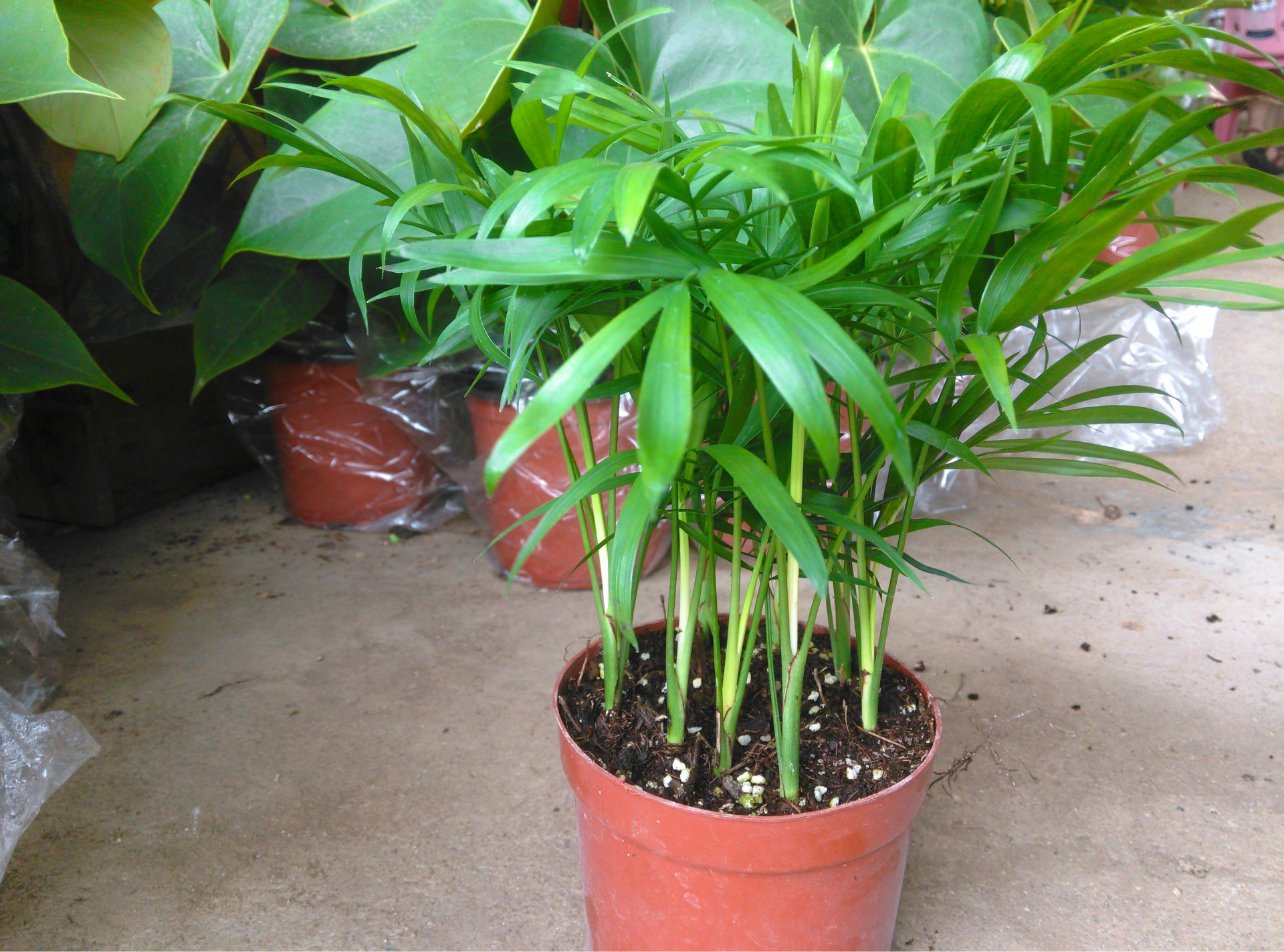 袖珍椰子净化空气吸收苯三氯乙烯和甲醛迷你盆栽110mm杯