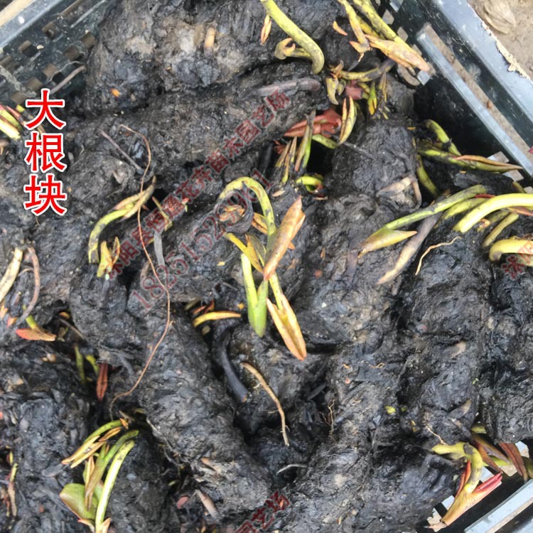 睡莲 池塘河水绿化根块 水生植物花卉