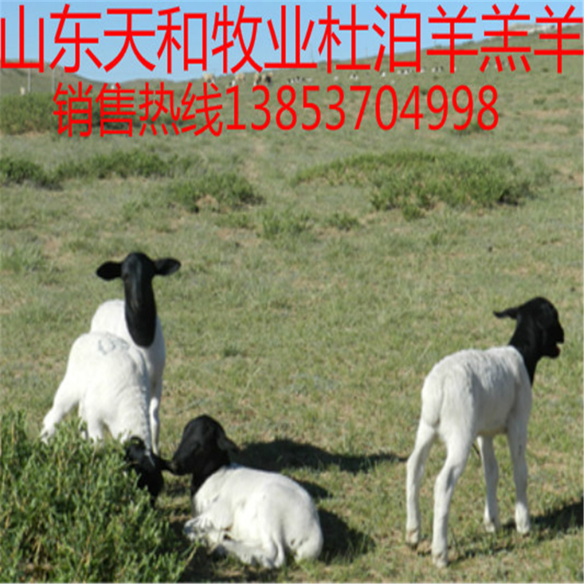 纯种杜泊羊_纯种杜泊羊黑头母羊 杜泊效益 山东养殖场
