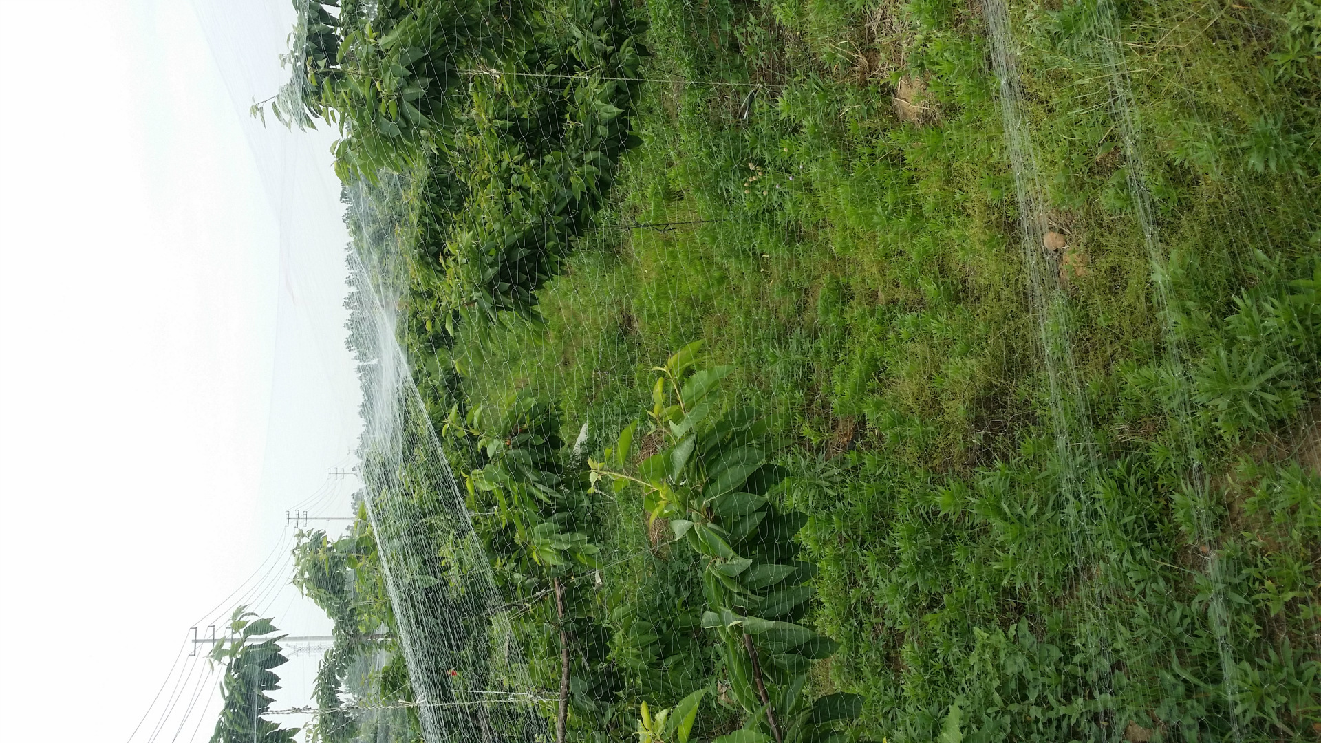 厂家直销泥鳅塘樱桃园防鸟网 尼龙池塘防鸟网批发 葡萄园网