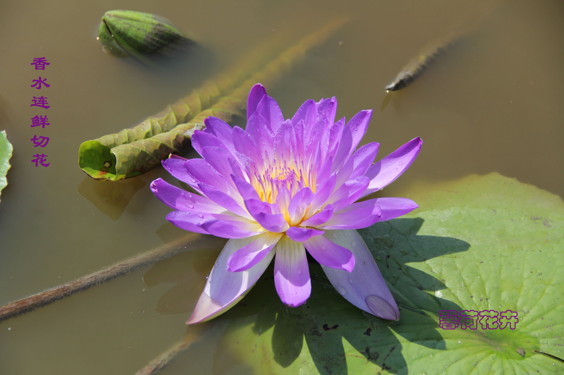 馨荷九品香水莲 深紫色 可泡茶 基地批发