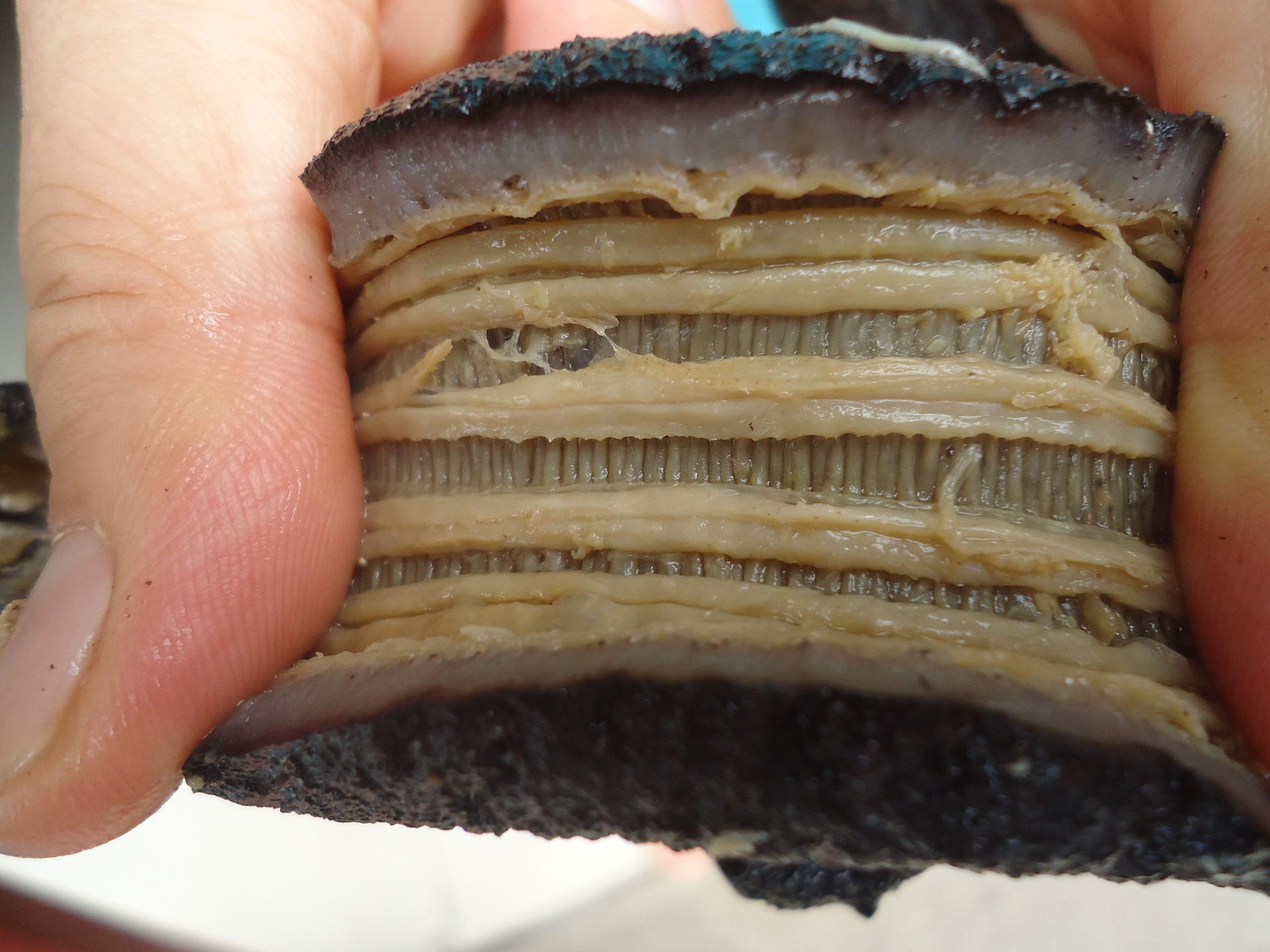 野生黑贝 长崎参 无刺米刺 40-60头 500g淡干海参