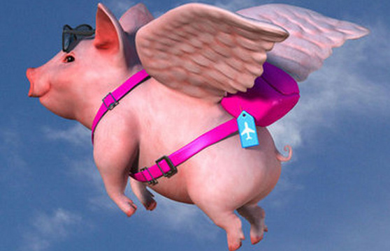 风停了,猪飞向哪里?