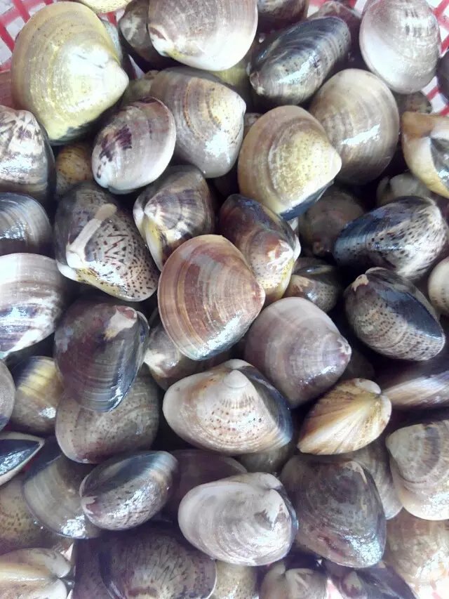 新鲜鲜活 文蛤 蛤蜊 花蛤 海蛤 活鲜海鲜产品批发